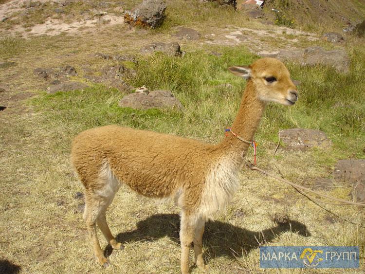 imgperu105.jpg